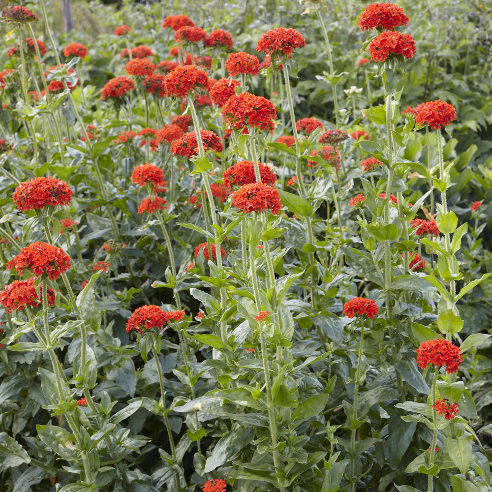 Koekoeksbloem Morgenrot - Lychnis chalcedonica - Willemse
