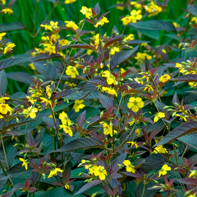 Lysimachia ciliata Firecracker - Wederik Firecracker - Wederik