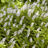 Vaste planten - Wederik Chine - Lysimachia clethroides