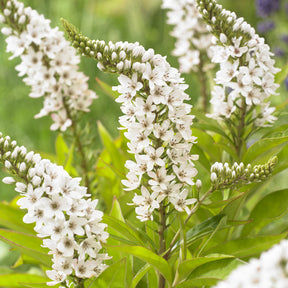 Lysimachia clethroides - Wederik Chine - Vaste planten