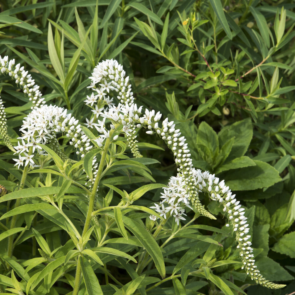 Wederik Chine - Lysimachia clethroides - Willemse