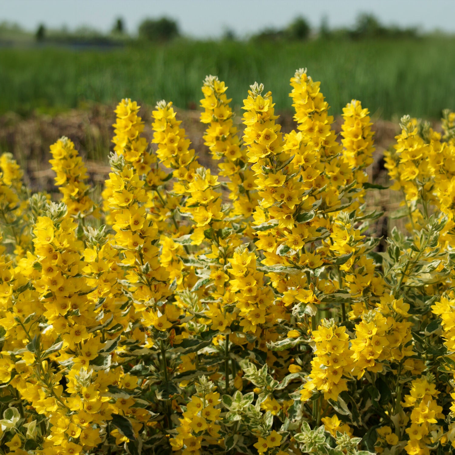 Puntwederik Alexander - Lysimachia punctata Alexander - Willemse