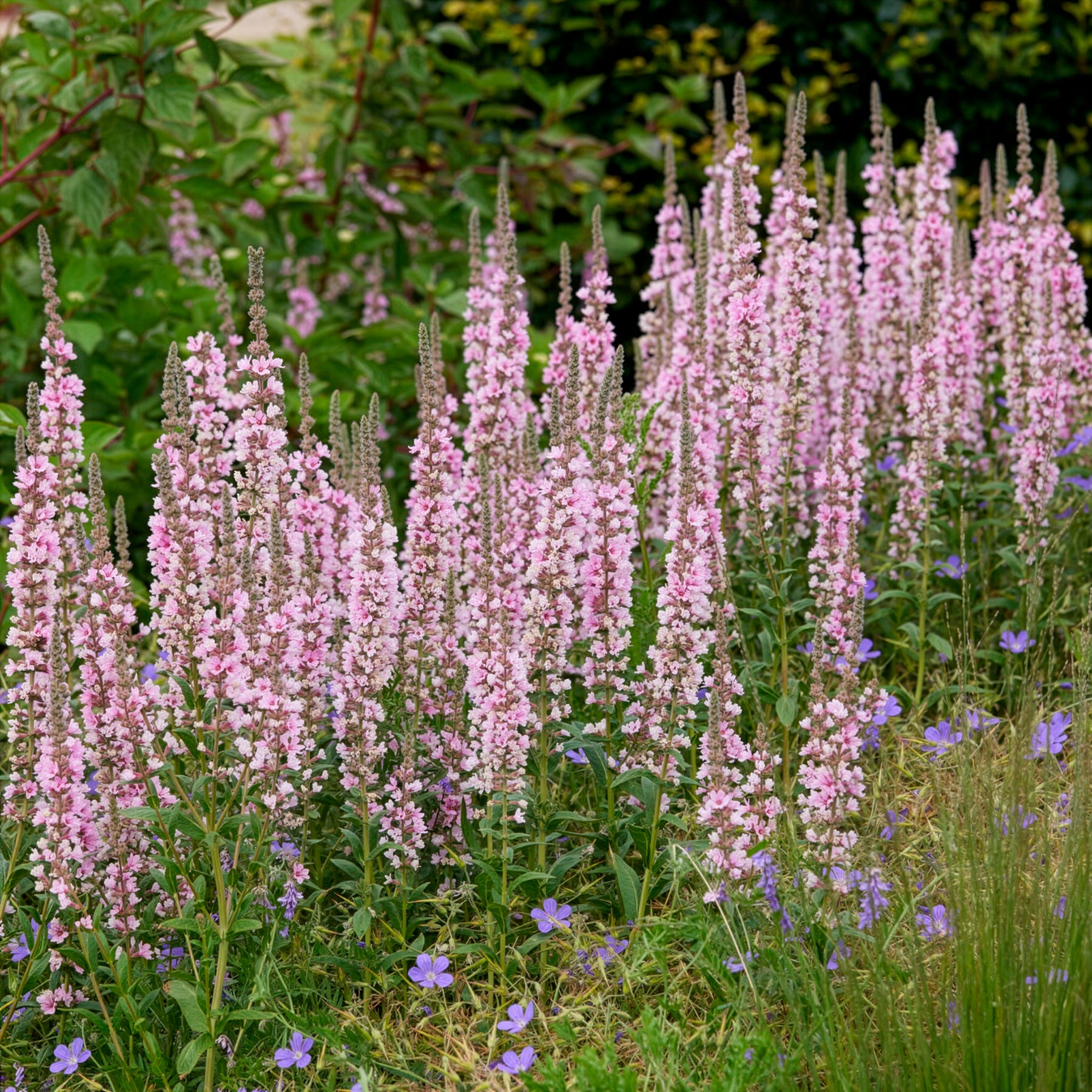 Kattenstaart Blush - Willemse