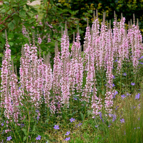 Kattenstaart Blush - Willemse