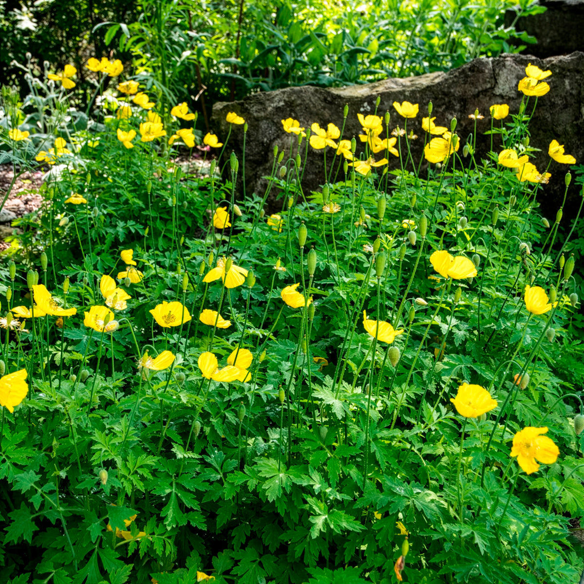 Schijnpapaver - Willemse