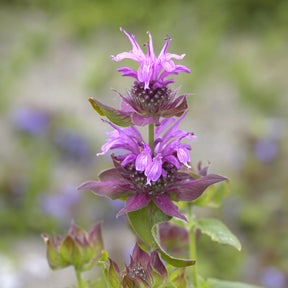 Bergamotplant Aquarius - Monarda aquarius - Willemse