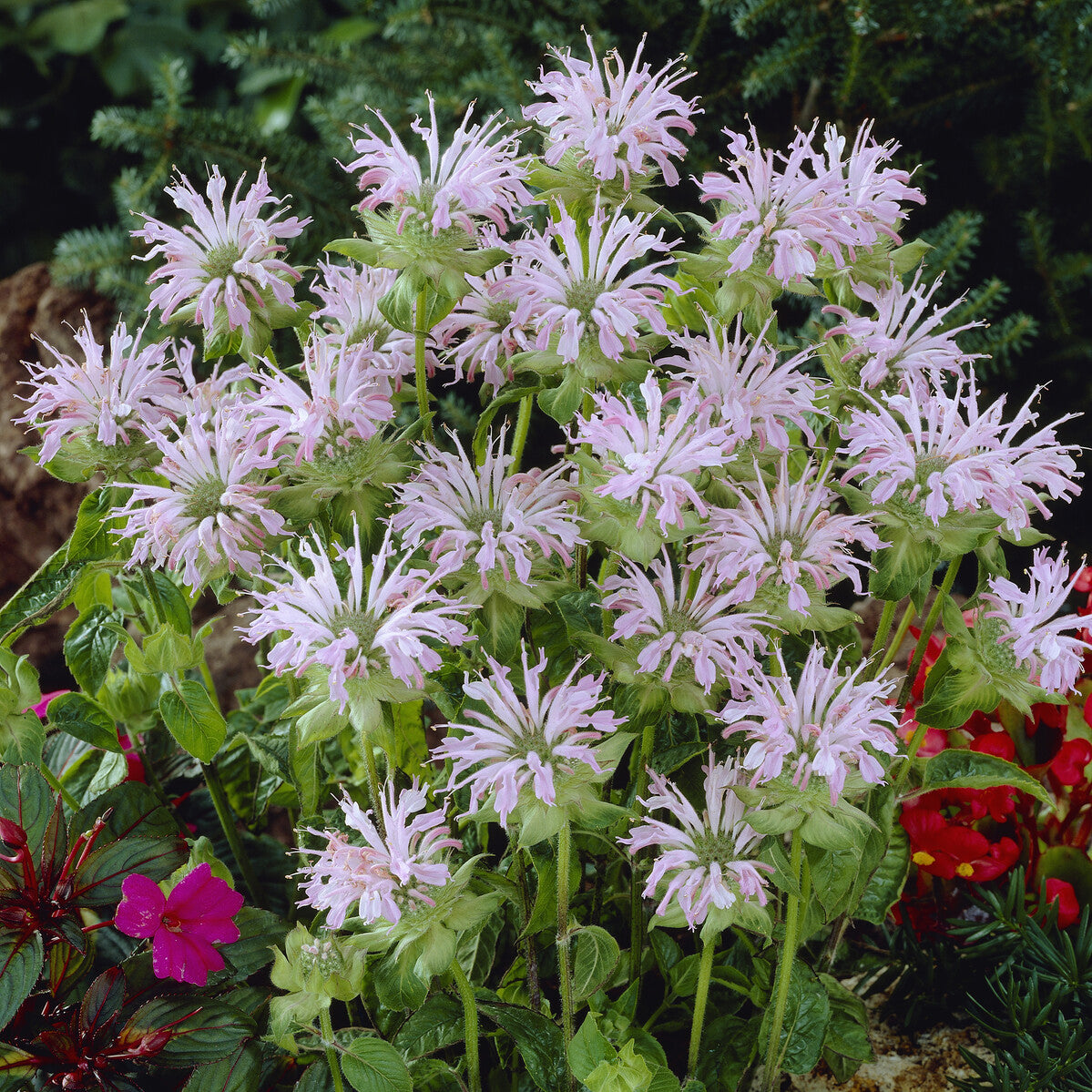 Bergamotplant Fishes - Monarda Fishes - Willemse