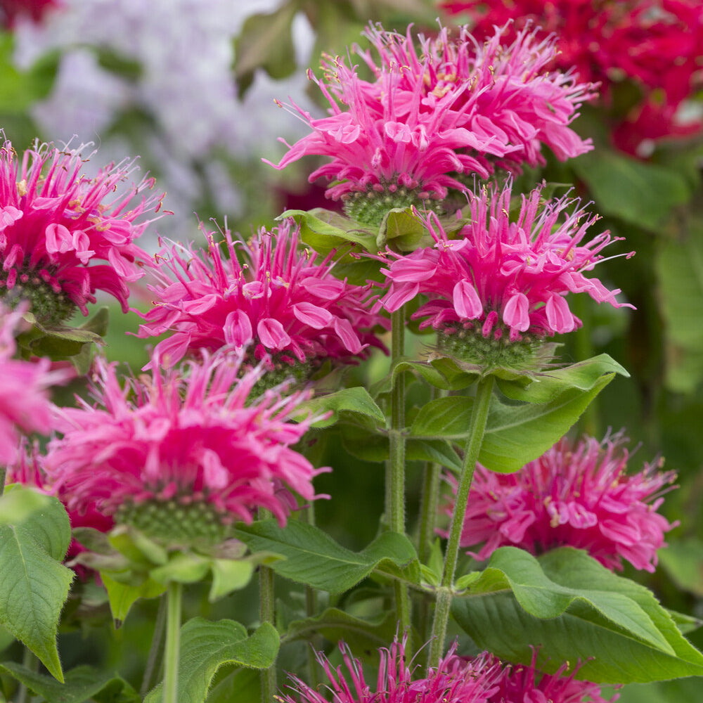 Bergamotplant Pink Lace - Willemse