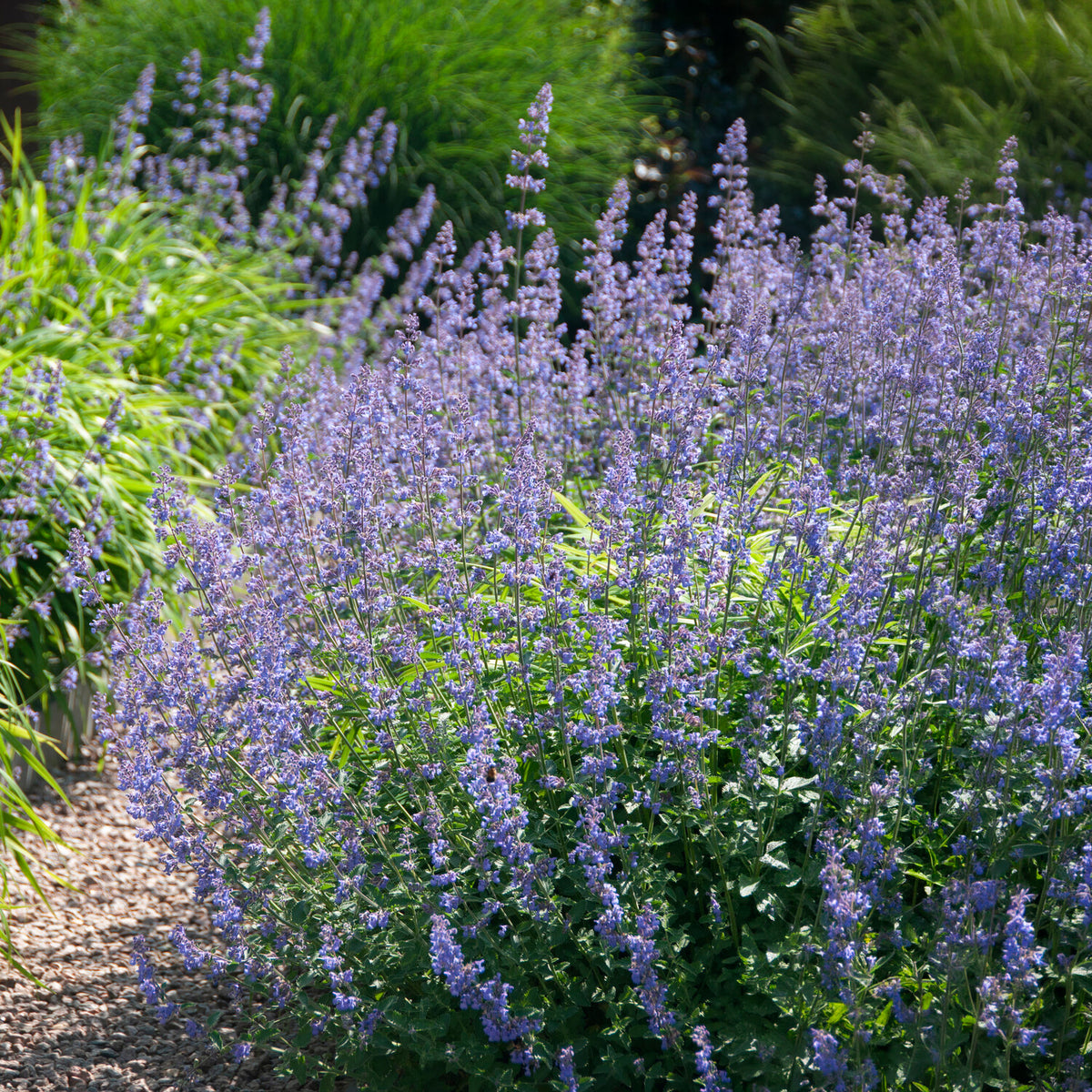 Kattekruid Six hills Giant - Nepeta faassenii six hills giant - Willemse