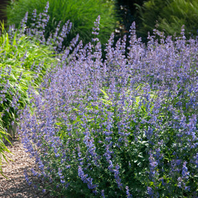 Kattekruid Six hills Giant - Nepeta faassenii six hills giant - Willemse