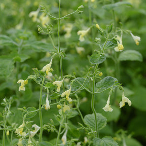 Kattenkruid - Nepeta govaniana - Willemse