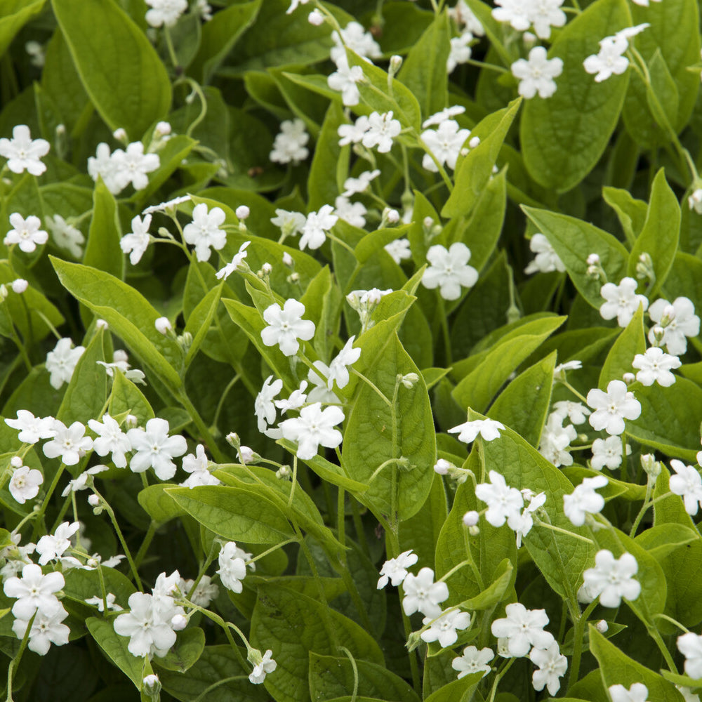 Vroeg vergeet-mij-nietje Alba - Omphalodes verna Alba - Willemse