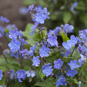 Amerikaans vergeet-mij-nietje - Omphalodes verna - Willemse