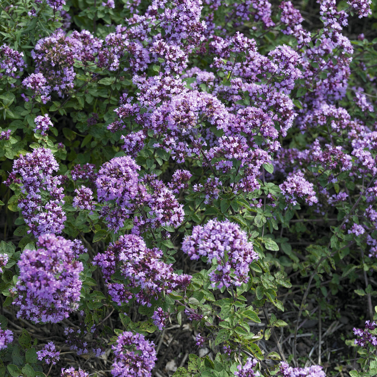 Siermarjolein Rosenkuppel - Willemse