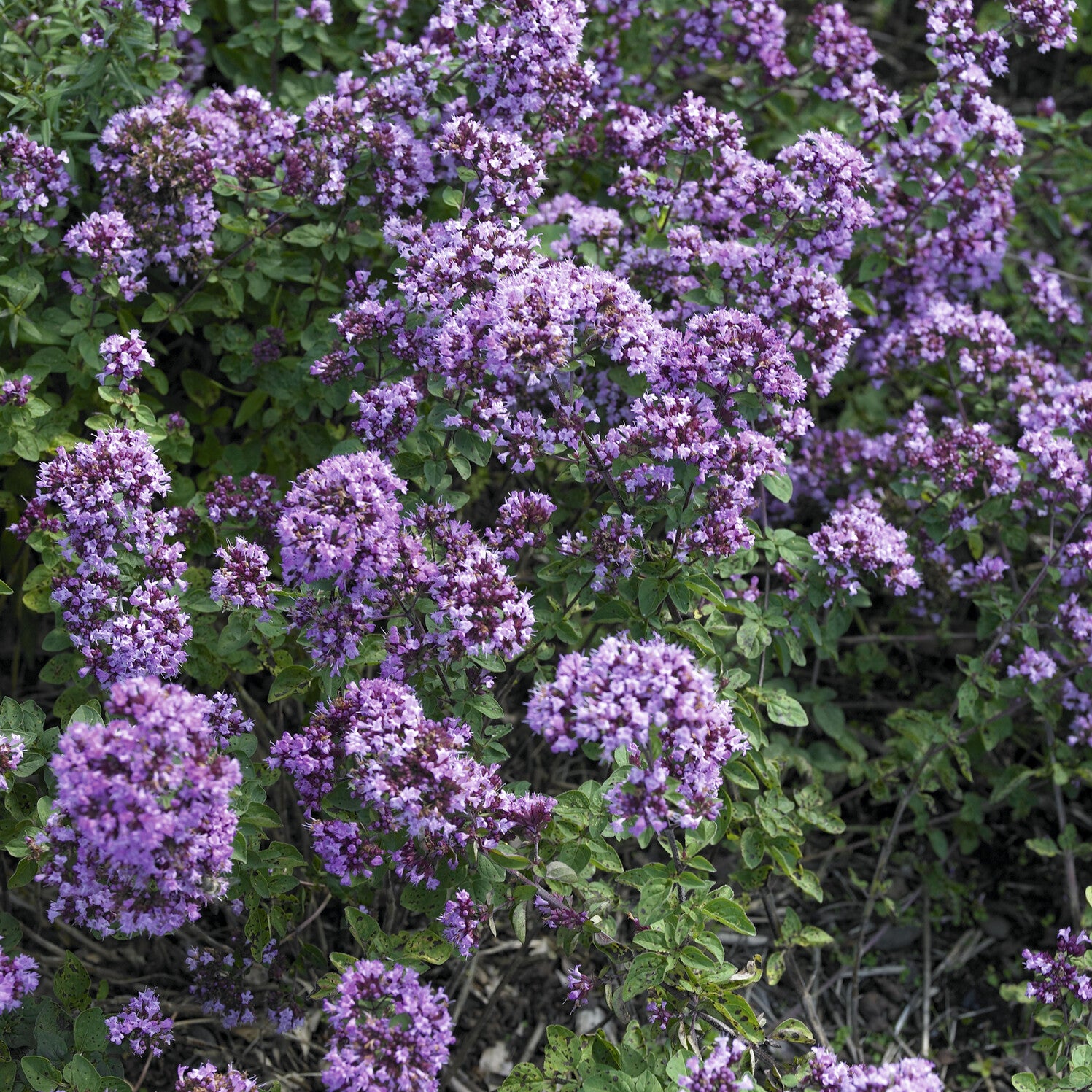Siermarjolein Rosenkuppel - Willemse