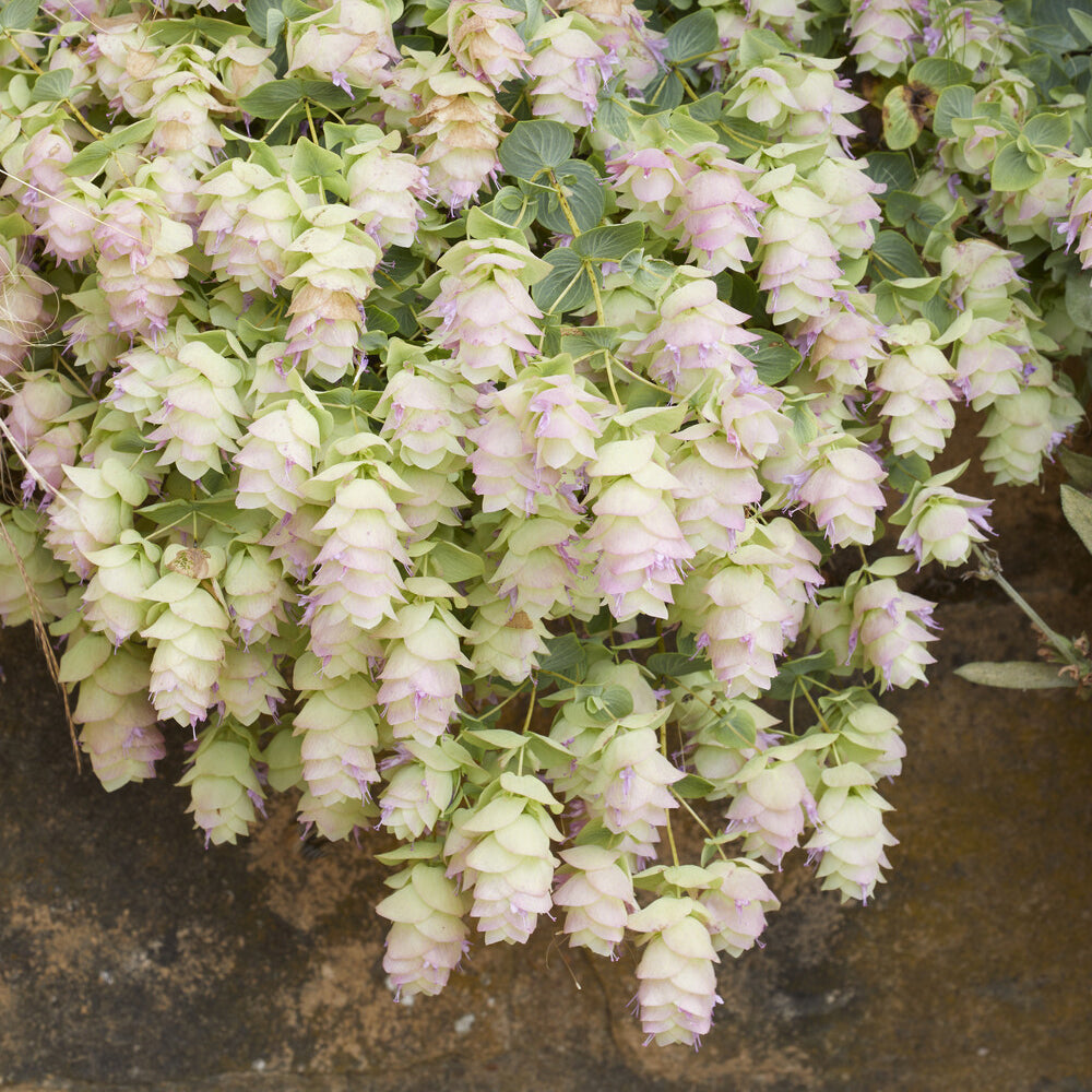 Wilde marjolein 'Kent Beauty' - Origanum rotundifolium Kent Beauty - Willemse