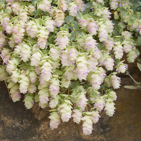 Wilde marjolein 'Kent Beauty' - Origanum rotundifolium Kent Beauty - Willemse