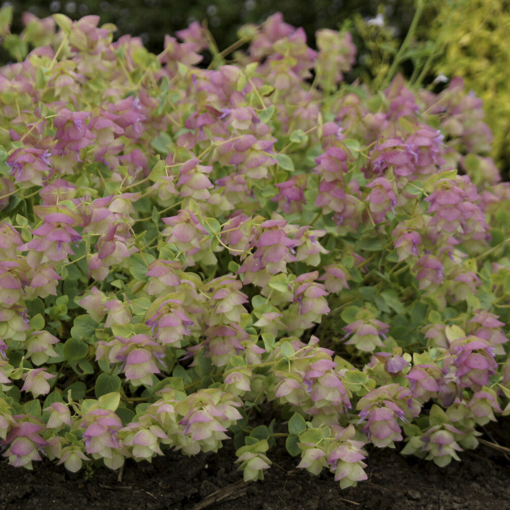 Origanum rotundifolium Kent Beauty - Wilde marjolein 'Kent Beauty' - Vaste planten
