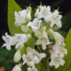 Slangenkop White Bedder - Penstemon White Bedder - Willemse