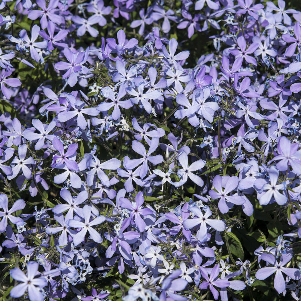 Phlox divaricata Clouds of Perfume - Vlambloem Clouds of Perfume - Phlox