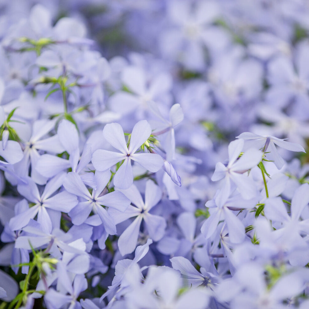 Vlambloem Clouds of Perfume - Willemse
