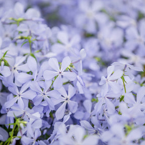 Vlambloem Clouds of Perfume - Willemse