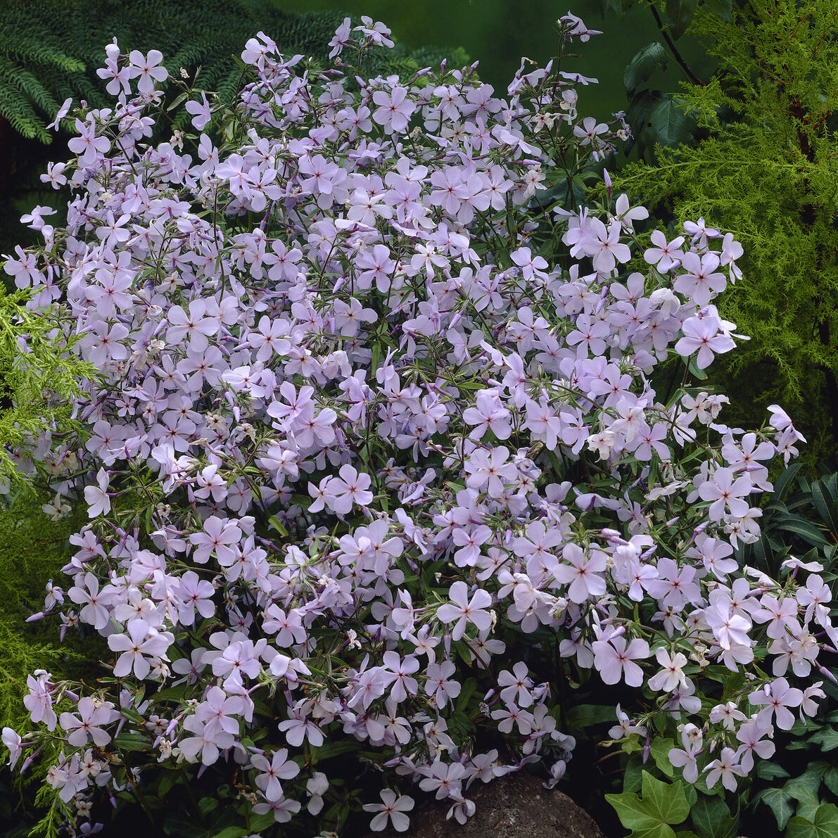 Vlambloem Clouds of Perfume - Phlox divaricata Clouds of Perfume - Willemse