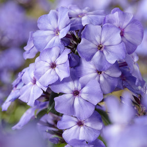 Phlox - Vlambloem Blue Paradise - Phlox paniculata Blue Paradise