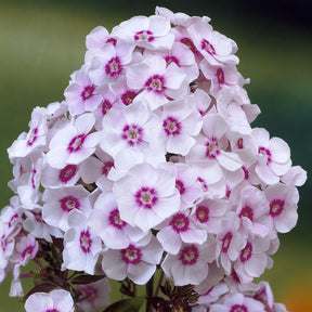 Vlambloem Europa - Phlox paniculata Europa - Willemse