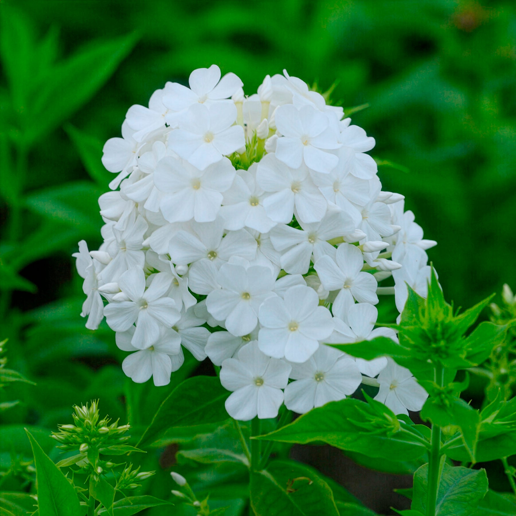 Vlambloem Fujiyama - Willemse