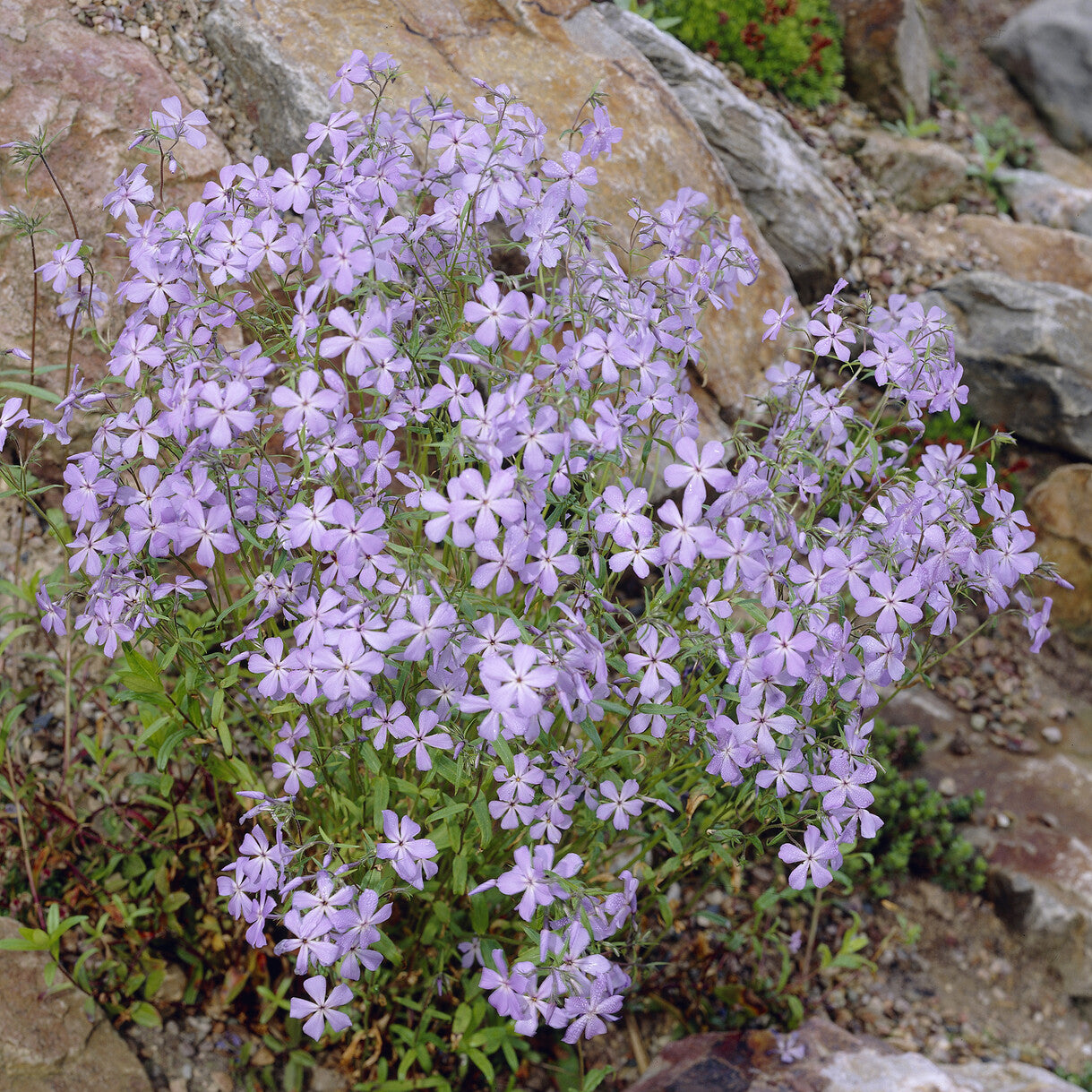 Vlambloem Blue Ridge - Phlox stolonifera Blue Ridge - Willemse