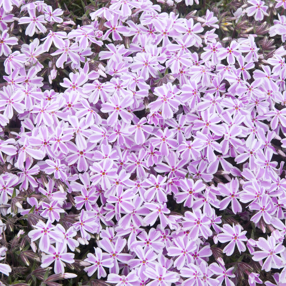 Vlambloem Candy Stripes - Phlox subulata Candy Stripes - Willemse