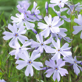 Phlox subulata Emerald Cushion Blue - Vlambloem Emerald Cushion Blue - Phlox