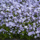 Vlambloem Emerald Cushion Blue - Willemse