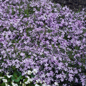 Phlox - Vlambloem Emerald Cushion Blue - Phlox subulata Emerald Cushion Blue