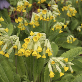Primula veris - Sleutelbloems Coucou - Vaste planten