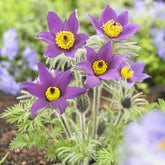 Vaste planten - Wildemanskruid - Pulsatilla vulgaris
