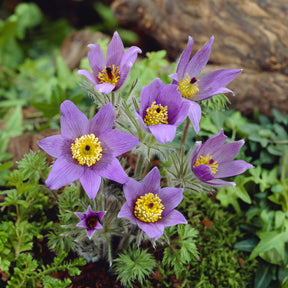 Pulsatilla vulgaris - Wildemanskruid - Vaste planten