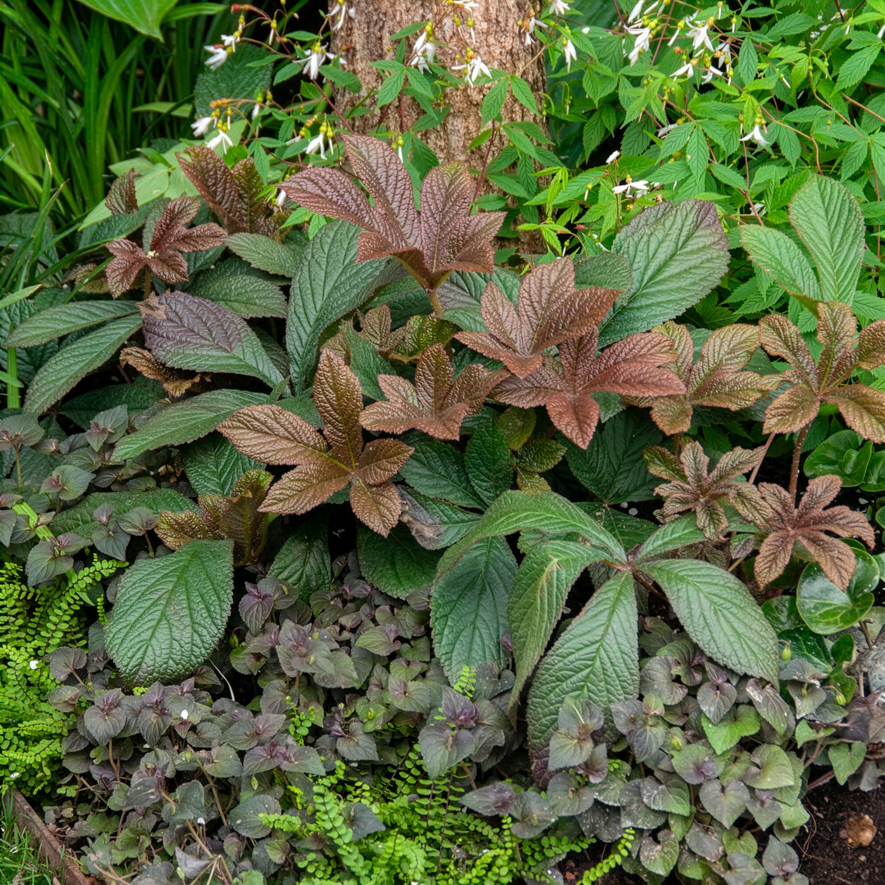 Rodgersia Bronze Peacock - Schout-bij-nacht Bronze Peacock - Rodgersia - Schoutblad