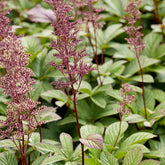 Kastanjeblad - Rodgersia pinnata - Willemse