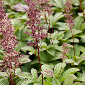 Kastanjeblad - Rodgersia pinnata - Willemse