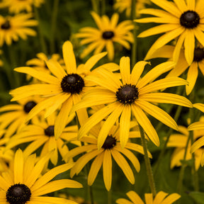 Rudbeckia fulgida deamii - Zonnehoed deamii - Rudbeckia