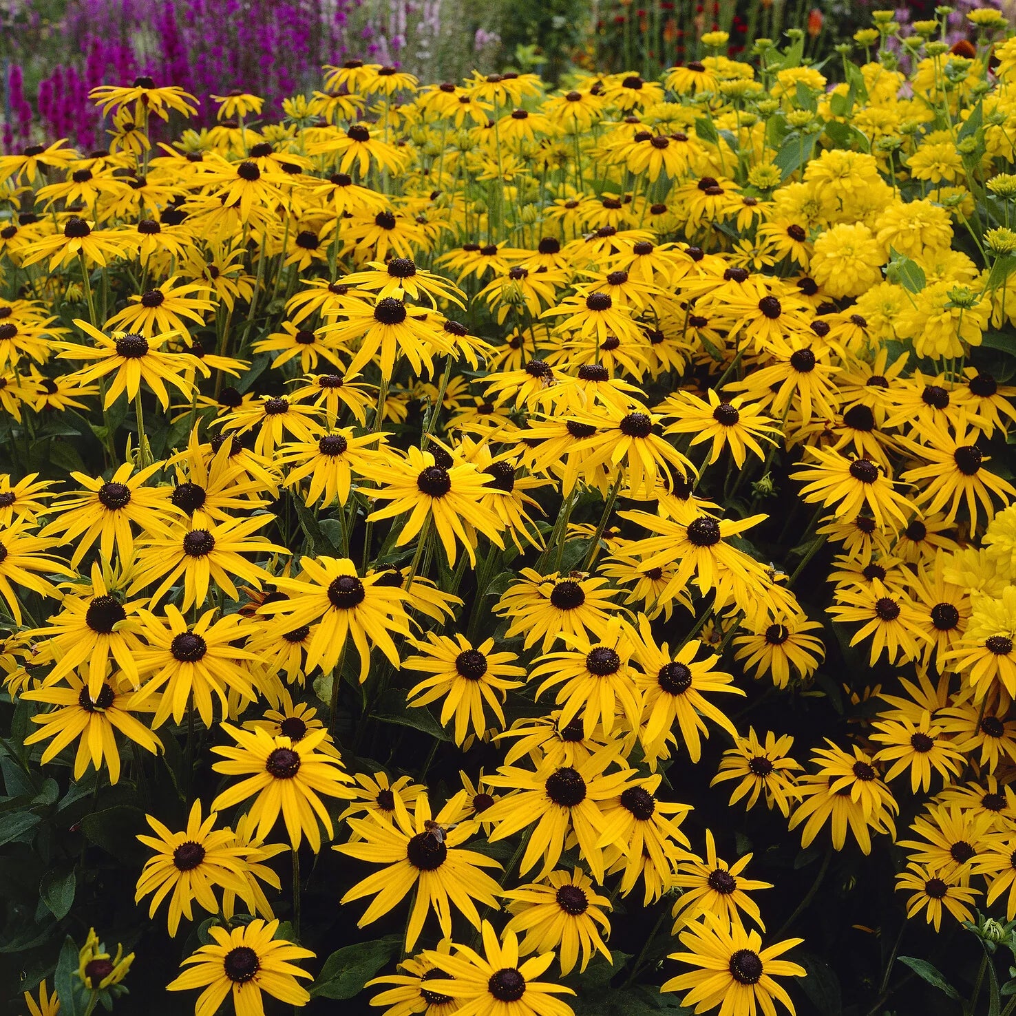 Stipa gigantea, Pennisetum alopecuroides,Rudbeckia fulgida,Achillea millefolium,Persicaria amplexicaulis  - 5 vaste planten voor landelijke border - Vaste planten