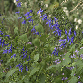 Siersalie Blue Enigma - Willemse