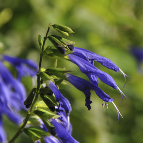 Siersalie Blue Enigma - Salvia guaranitica Blue Enigma - Willemse