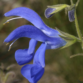 Salvia guaranitica Blue Enigma - Siersalie Blue Enigma - Salie