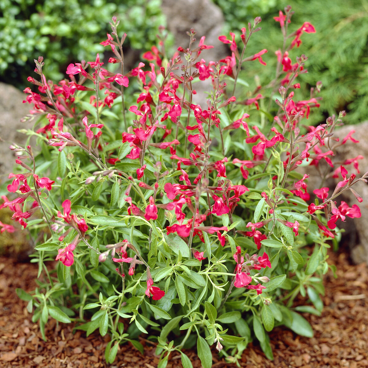 Siersalie Lipstick - Willemse