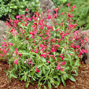 Siersalie Lipstick - Willemse