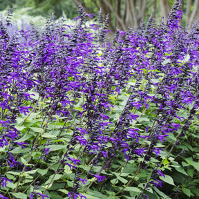 Salvia Amistad - Siersalie Amistad - Salie