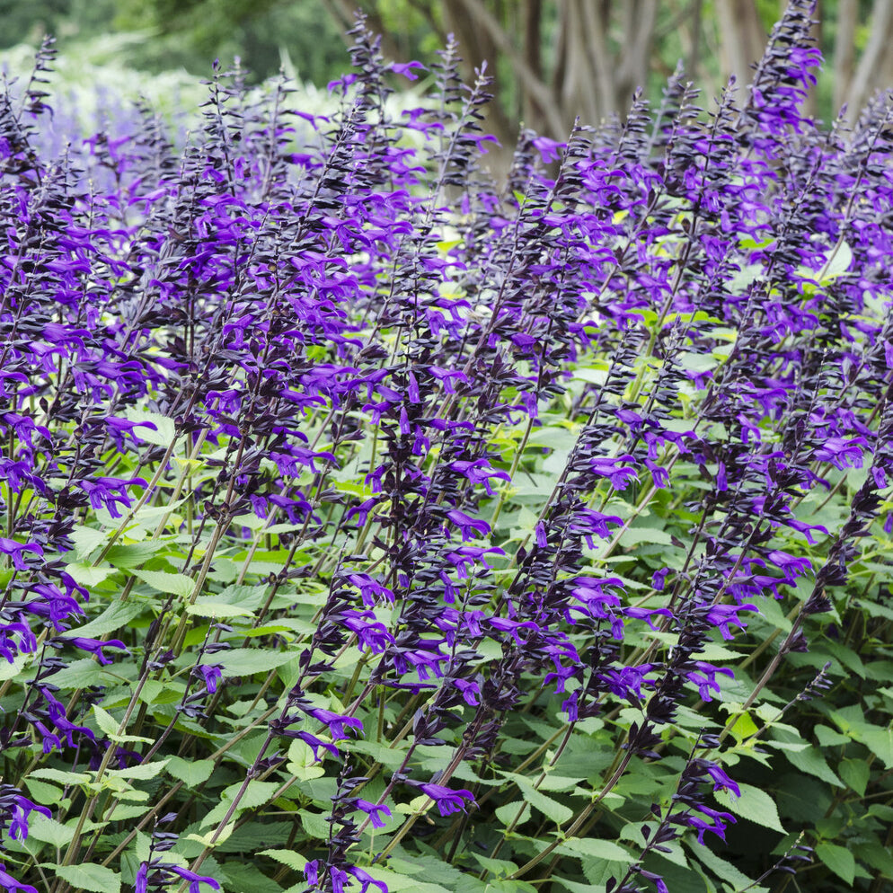 Salvia Amistad - Siersalie Amistad - Salie